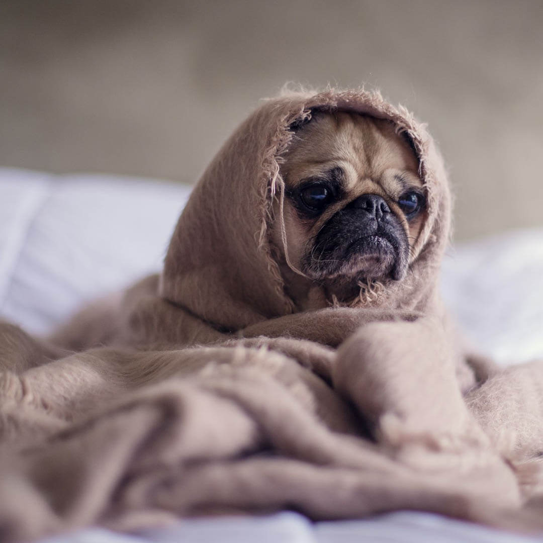 HOW STRESS AFFECTS THE BODY