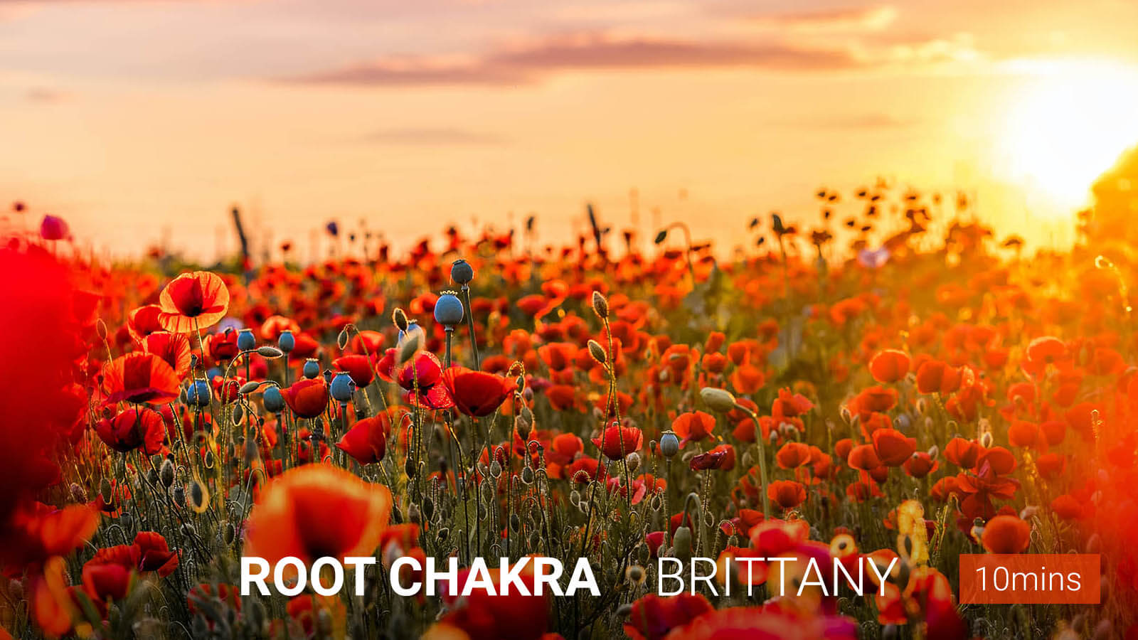 .Root <b>Chakra</b>.