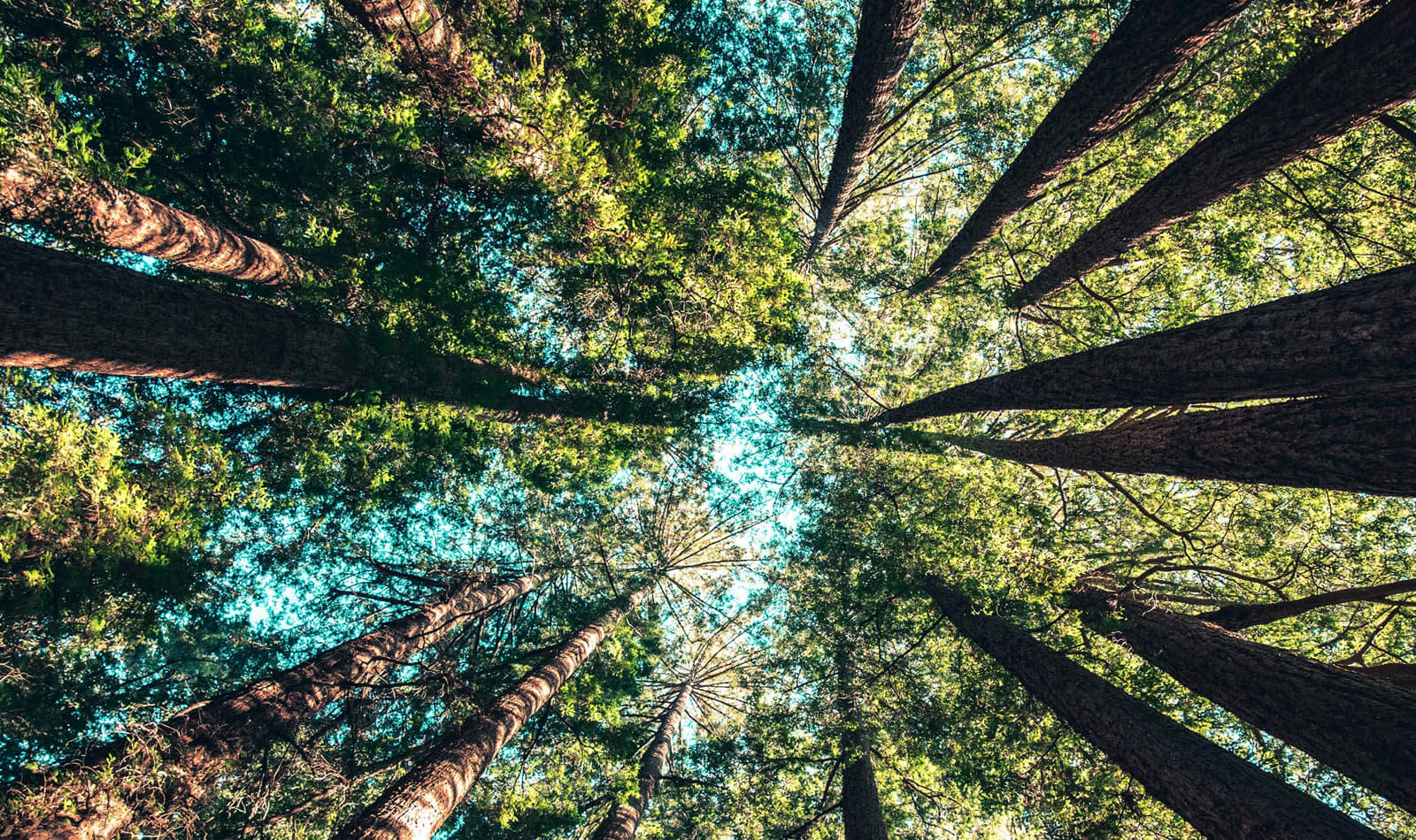 Forest Bathing